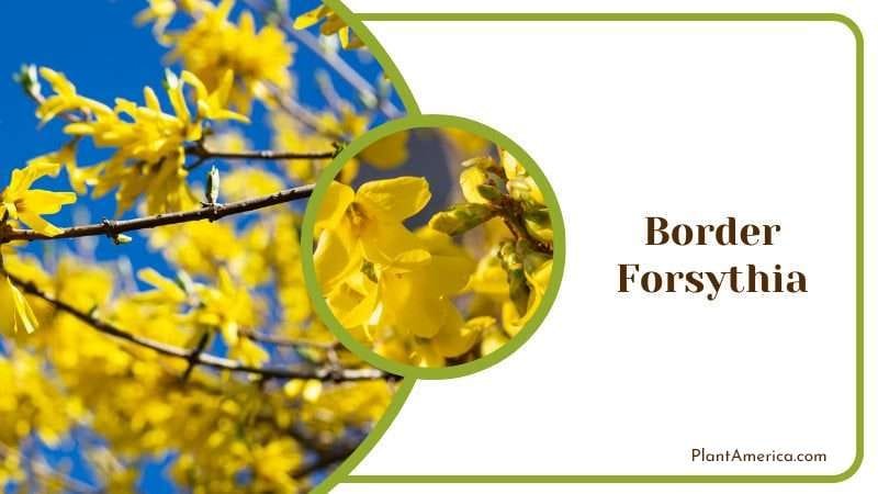 Border Forsythia PlantAmerica Border Forsythia PlantAmerica