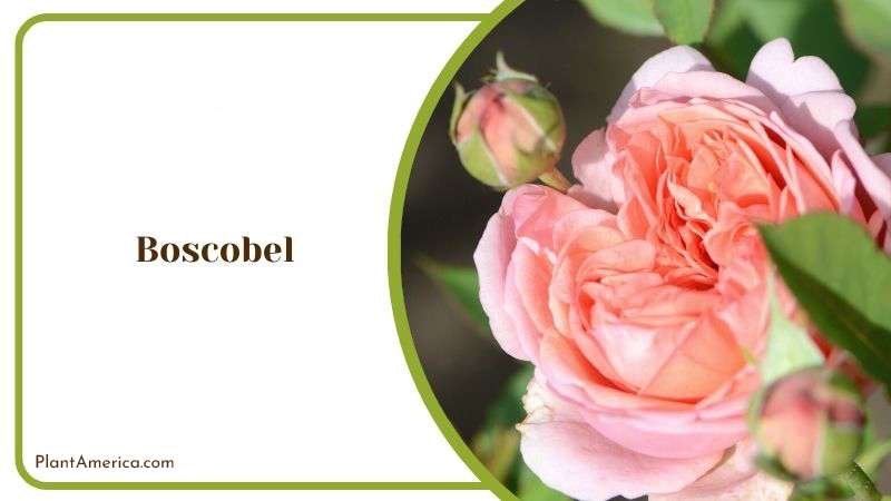 Boscobel Plant America