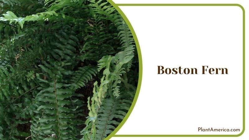 Boston Fern Adviced Care Tips Plant America