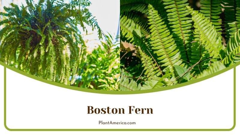 Boston Fern in Sunlight Plant America