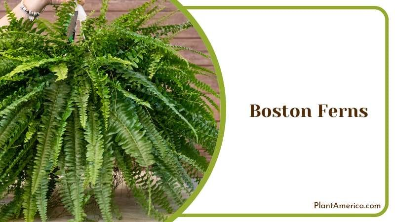 Boston Ferns Plant America Boston Ferns Plant America