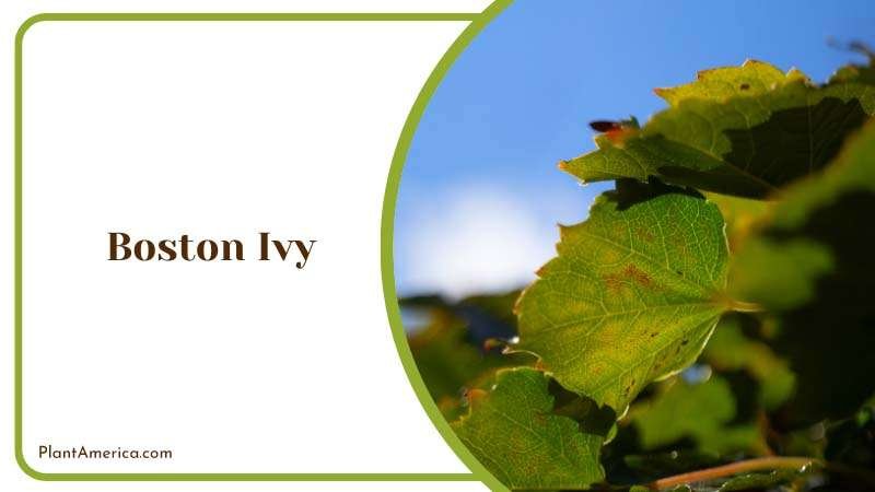 Boston Ivy Leaves Plant America Boston Ivy Leaves Plant America