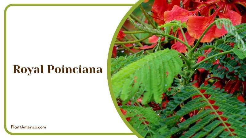 Botanical Exploration of Royal Poinciana Plant America