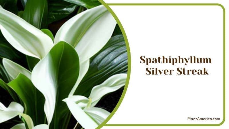 Botanical Spathiphyllum Silver Streak PlantAmerica