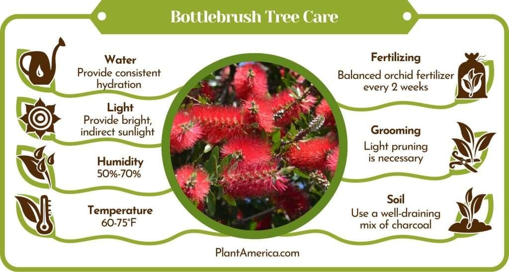 Bottlebrush Tree: Remarkable Care Tips for This Plant - Plant America