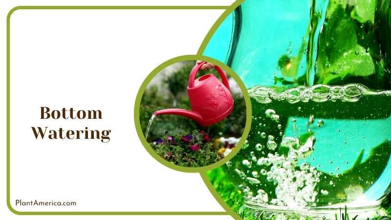 Bottom Watering Approach for Plants Plant America