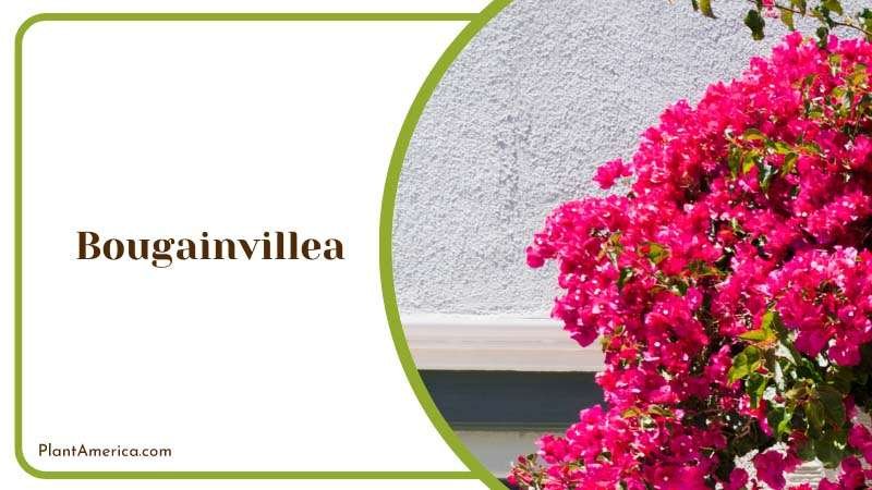 Bougainvillea Against Wall Plant America Bougainvillea Against Wall Plant America