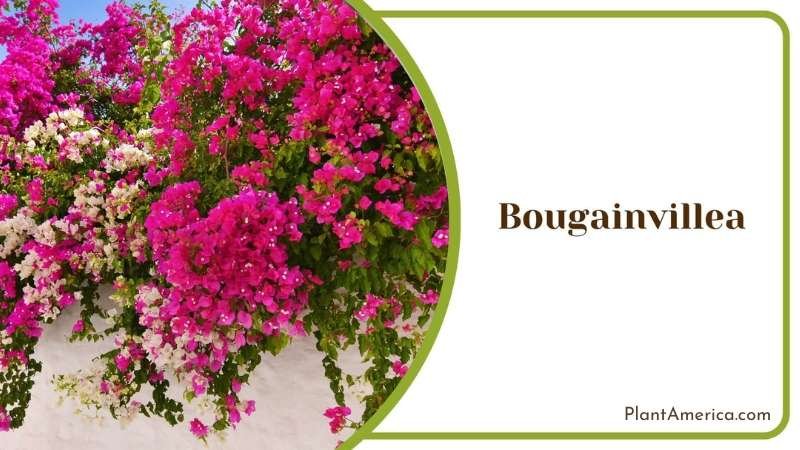 Bougainvillea Pink Flower Hanging Plant America Bougainvillea Pink Flower Hanging Plant America