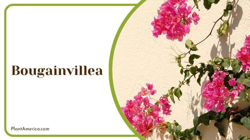 Bougainvillea Planting Ideas PlantAmerica