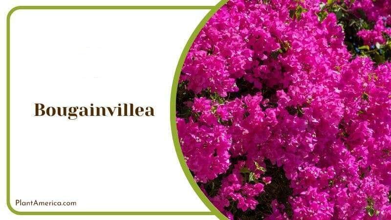 Bougainvillea Tropical Flower