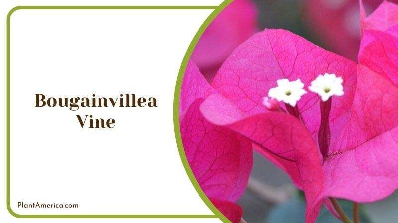 Bougainvillea Vine Plant America