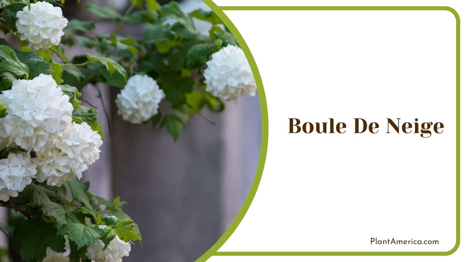 Boule De Neige Shrubs Plant America