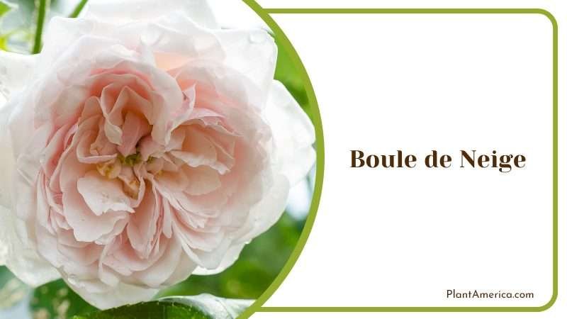 Boule de Neige Snowy White Rose Plant America