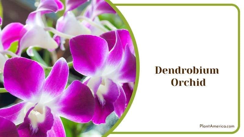 Bouquet Dendrobium Orchid in Garden Plant America
