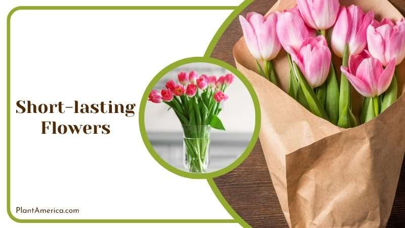 Bouquet of Tulips Plant America