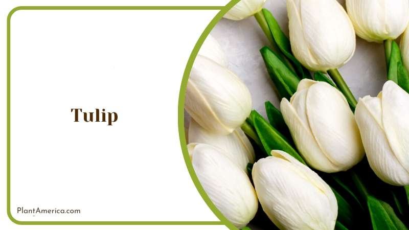 Bouquet of White Tulips Flower Plant America 1