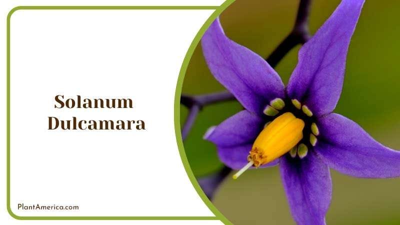 Bouquet of White Tulips Flower Plant America