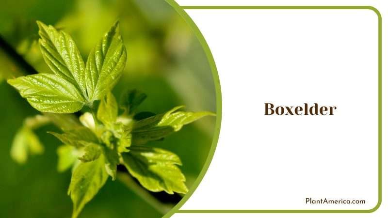 Boxelder Maple Branch with New Leaves Plant America