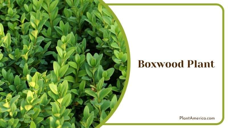 Boxwood Plant slow growing plants PlantAmerica