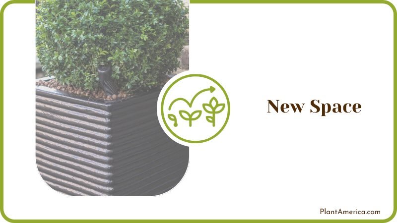 Boxwood Planting Tips Plant America