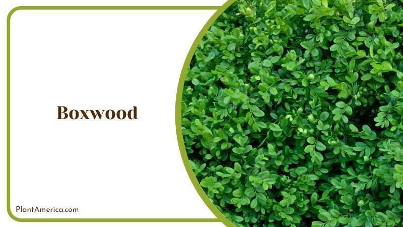 Boxwood Shrub Plant America Boxwood Shrub Plant America