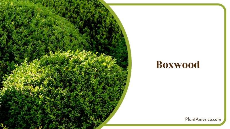 Boxwood Timeless Hedging Plant Plant America