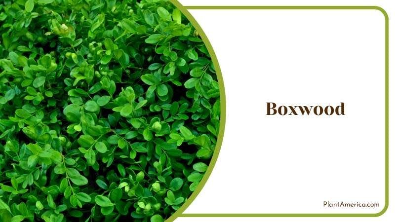 Boxwood in Garden Plant America