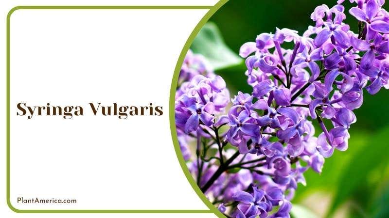 Branch of Sympythum Officinale Plant America