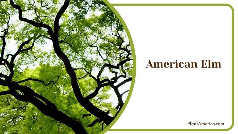 Branches of American Elm Tree PlantAmerica
