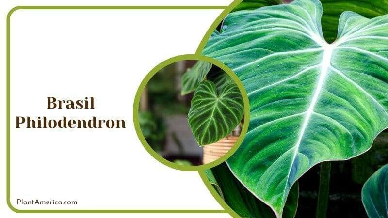 Brasil Philodendron Plants Similar to Pothos Plant America Brasil Philodendron Plants Similar to Pothos Plant America