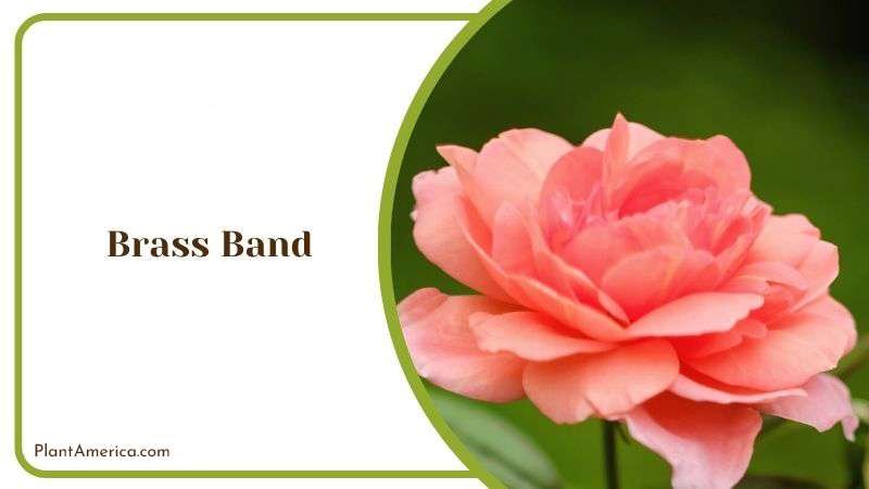 Brass Band Plant America Brass Band Plant America
