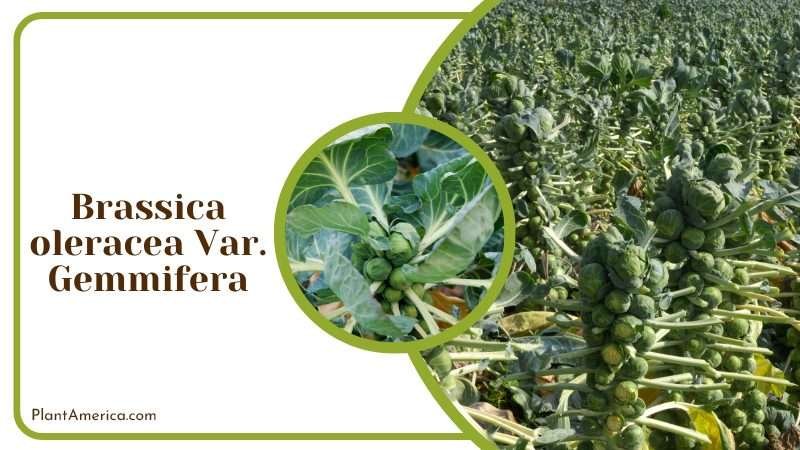 Brassica oleracea Var Gemmifera Plant America Brassica oleracea Var Gemmifera Plant America