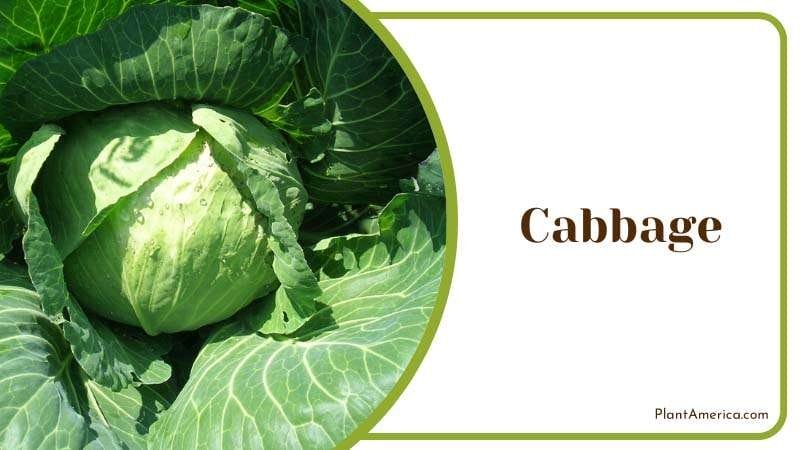 Brassicas act like decoys to berry plants Plant America