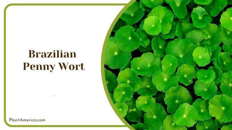 Brazilian Penny Wort Hydrocotyle Leucocephala Fresh Water Plant Plant America Brazilian Penny Wort Hydrocotyle Leucocephala Fresh Water Plant Plant America