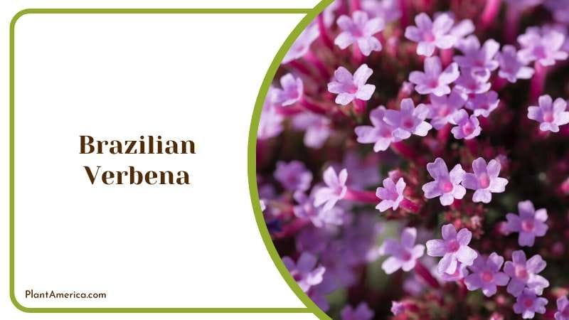 Brazilian Verbena for Butterfly Garden Plant America Brazilian Verbena for Butterfly Garden Plant America