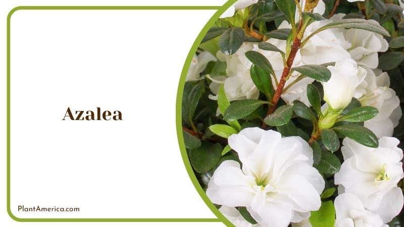 Bright Blooms of Azalea Plant America