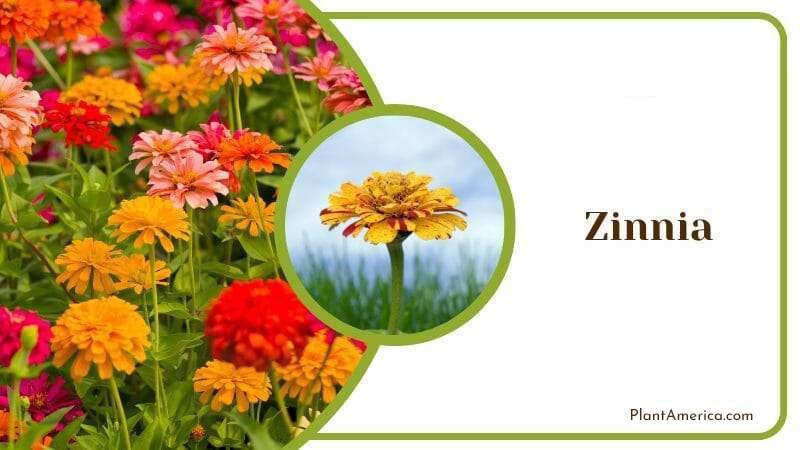 Bright Color Zinnia in Garden PlantAmerica