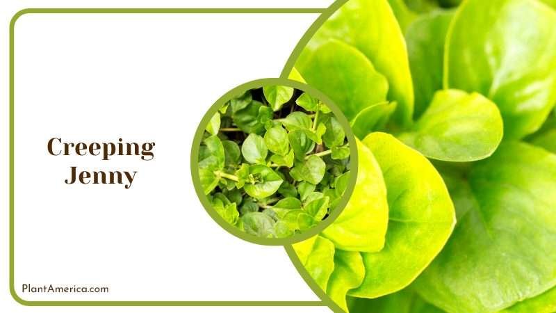 Bright Golden Creeping Jenny Plant America