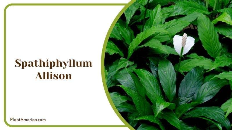 Bright Green Allison Peace Lily PlantAmerica