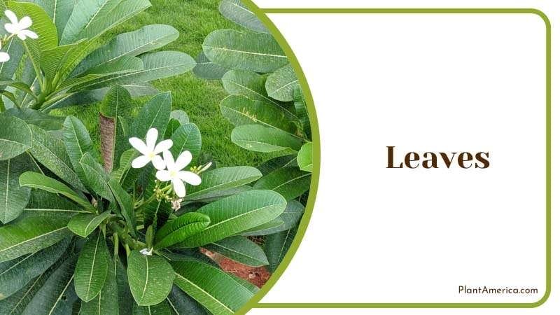 Bright Leaves of Plumeria Alba Plant America