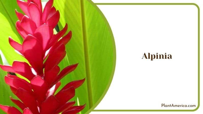Bright Long Leaves Alpinia Plant America Bright Long Leaves Alpinia Plant America