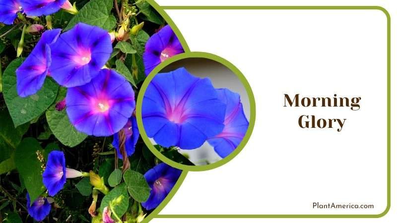 Bright Morning Glory Flowers Plant America