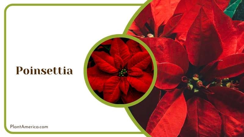 Bright Red Poinsettia Bloom Plant America Bright Red Poinsettia Bloom Plant America