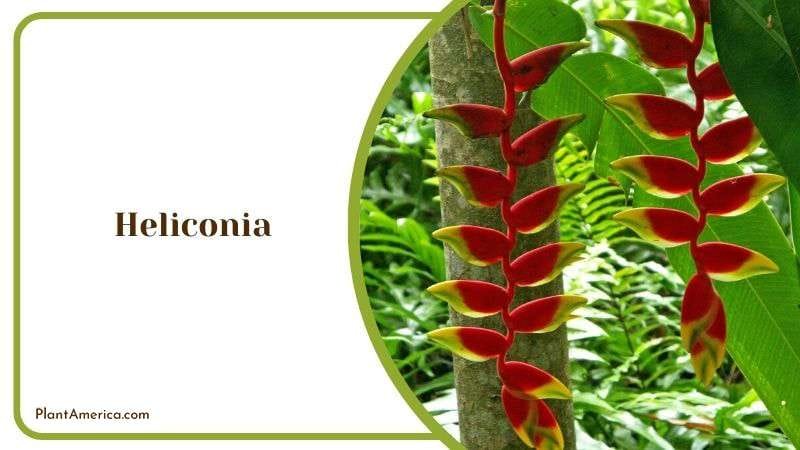 Bright Showy Heliconia Plant America