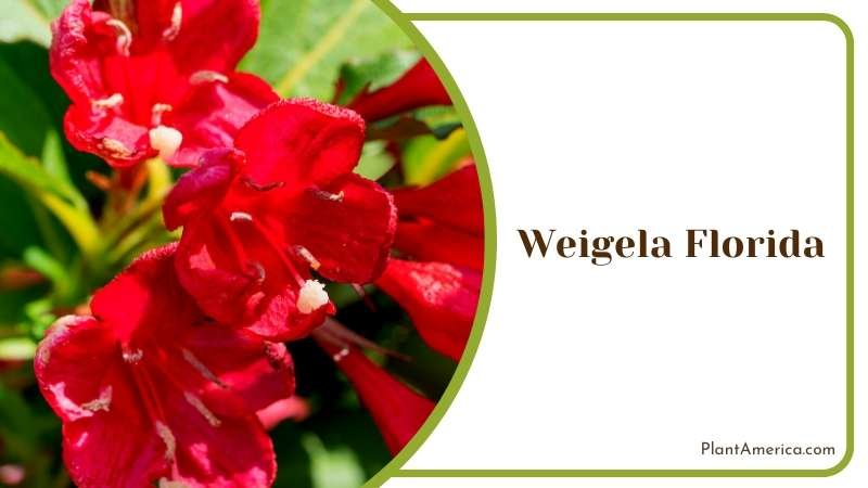 Bright Weigela Foliage Plant America