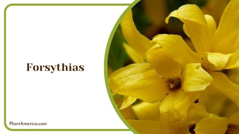 Bright Yellow Harbinger of Spring Plant America Bright Yellow Harbinger of Spring Plant America