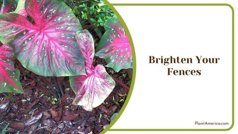 Brighten Your Fences Plant America