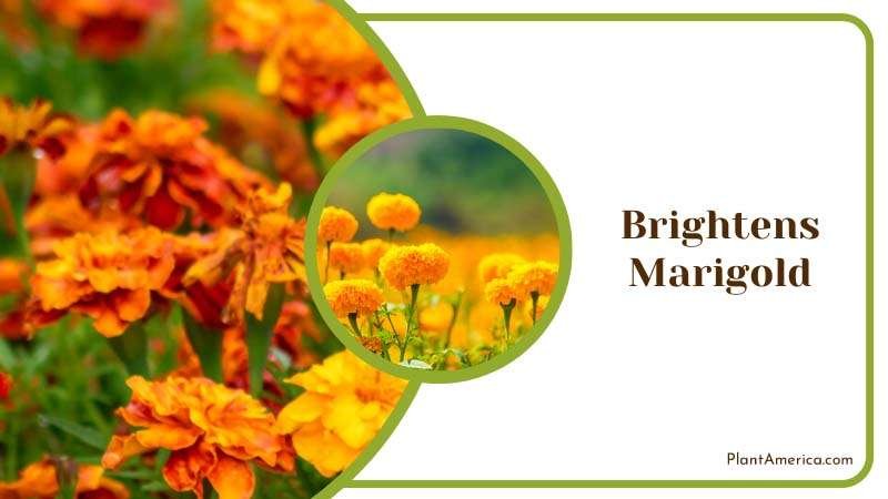 Brightens Marigold Landscapes Plant America Brightens Marigold Landscapes Plant America