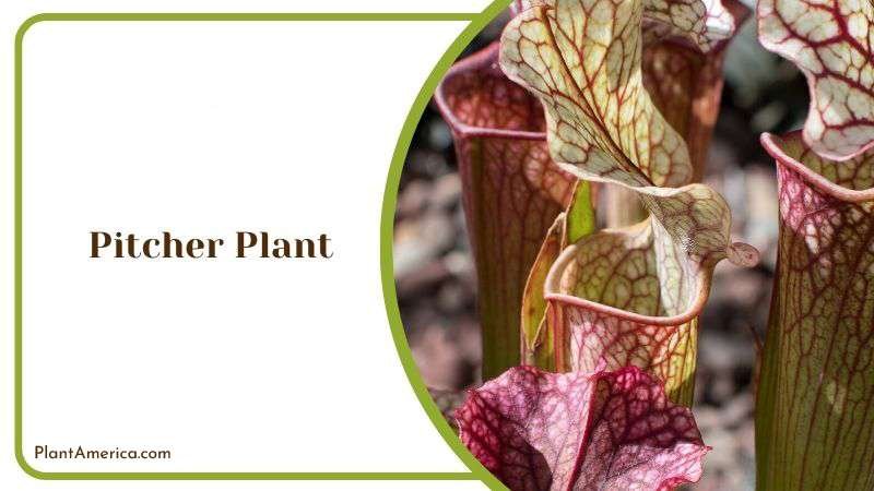 Brightly Colored Pitcher Plant Plant America