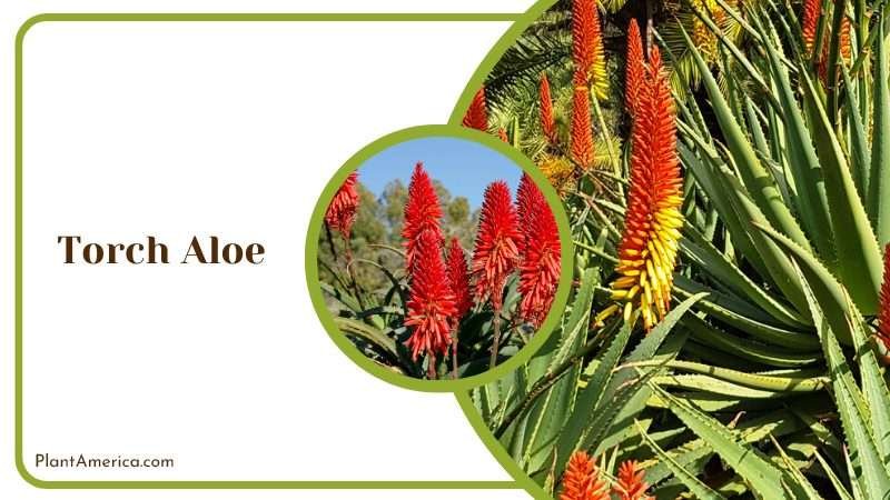 Brilliant Torch Aloe Blossoms Plant America